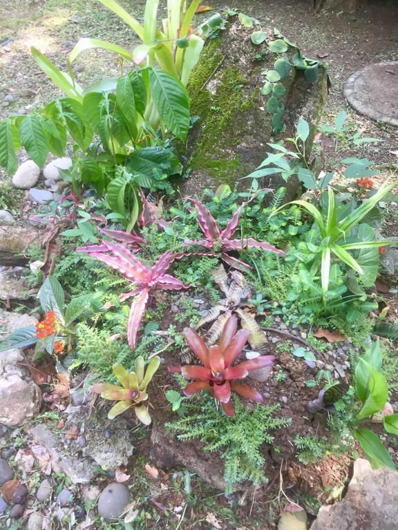 Jungle Beach Bungalow With Ac & Fiber Optic Puerto Viejo de Talamanca Kültér fotó